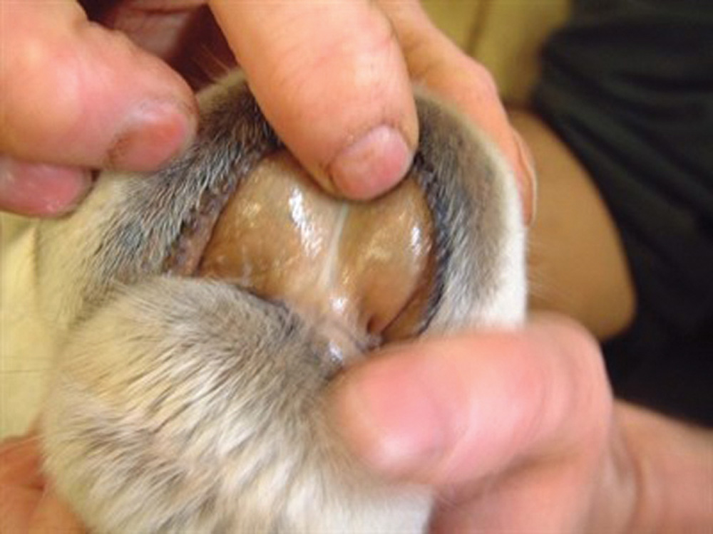 The gums of this sheep display the typical yellowish colouration.