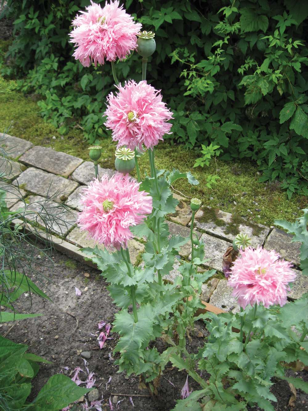 Green poppy seed heads, such as these produced by showy double pink poppies, are an attractive addition to floral designs.