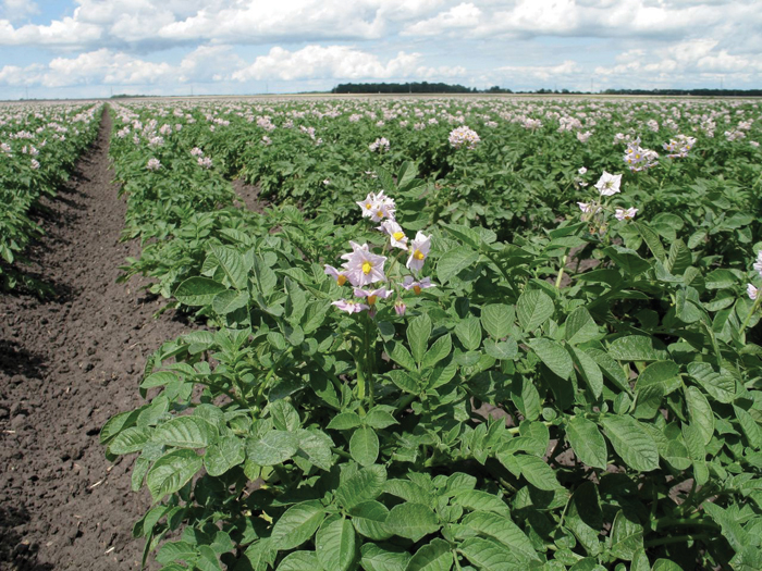 potato field