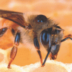Treatments to control parasitic varroa mites, such as the one shown here on the back of a honeybee,  may form the bulk of the chemical residue U. S. researchers have found in samples of colonies’ beeswax.