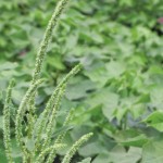 Palmer amaranth