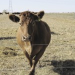 The future of the 850 cattle at the Brandon Research Centre is uncertain.
Photo: Laura Rance