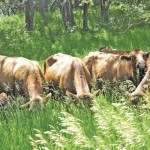 Rapidly growing forages could cause deadly grass tetany