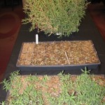 This photo taken at the Saskatoon CanoLab shows resistant kochia in the front tray and susceptible in the rear.