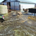 Pregnant donkeys are towed out of danger behind an ATV. Although they are miles from the nearest river, a flash flood swept through the Von Bargens’ yard near Gilbert Plains on April 28 leaving them with over a dozen dead calves. photo: submitted