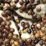 During spring and fall, mass occurrences of the Asian lady beetle can often be observed. photo: supplied