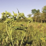 Plant diversity increases productivity.  photo: thinkstock