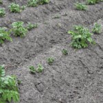 Potato seed growers want less herbicide drift