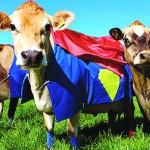 The island’s namesake cattle joined in the celebrations to welcome a native son in a starring role.  photo: danny evans