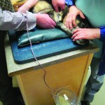 Canine blood donors don’t seem to mind — maybe it’s because of the treats. photo: Brady Knight