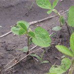 Wait until the first trifoliate to roll your soybeans, says MAFRI’s Dennis Lange. Rolling at this stage will ensure the field is past the hook stage where most of the damage to the plants will occur. If you roll when the plants are just at the unifoliate stage there is a greater chance of some soybeans being at the hook stage. The centre plant in this photo is in the first trifoliate stage, with three leaflets in the middle, two first true leaves lower on the stem and the cotyledons below that.   photos: Dennis Lange, MAFRI