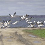 What was once pasture for cattle is now home to a flock of pelicans at East Shoal Lake. photo: shannon vanraes