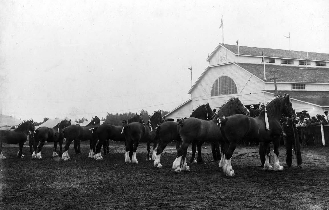 Brandon was worth the trip — if you were looking for draft horses