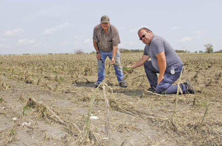 two men in a storm-damage crop