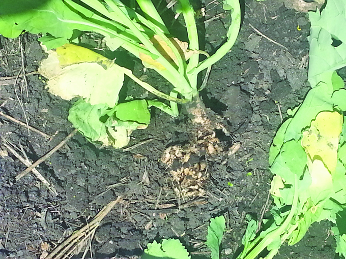 CLUBROOT: Farmers betting on resistant varieties as infestation spreads