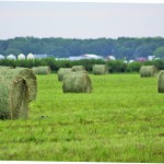 Look to winter hay stocks now