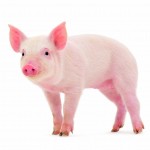 Saturated fats do not yield better bacon