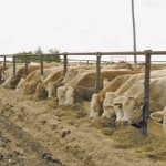 Reynold Bergen of the Livestock Research Council says that without growth promoters, the Canadian herd would have to grow by 10 per cent to produce the same amount of beef. 