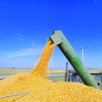 Moisture content at harvest determines whether to use a grain dryer, a drying bin or natural aeration.