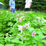 Food for the Future co-founder Leah Lees shows MAFRA co-coordinator Paul Chorney around on his first visit to the community garden project. Photo: Daniel Winters