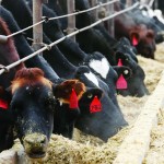 Cattle fed Zilmax gain an extra 30 pounds or so but the extra weight can cause difficulty walking.  Tyson Foods has announced it will no longer buy cattle treated with it.  Photo: REUTERS/Rick Wilking