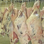 Producers who participate in BIXS can receive data on their animals after they’ve reached the packer.  (Laura Rance photo)