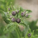 Planting on clean field is still the best way to avoid having weeds invade a perennial seed crop. Photos: Shannon VanRaes