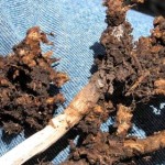 Clubroot galls on a canola plant. (Canola Council of Canada)