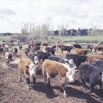 Beef producers approve of newly updated beef code of practice