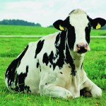 Scientific proof — she is likely to get up — sometime.