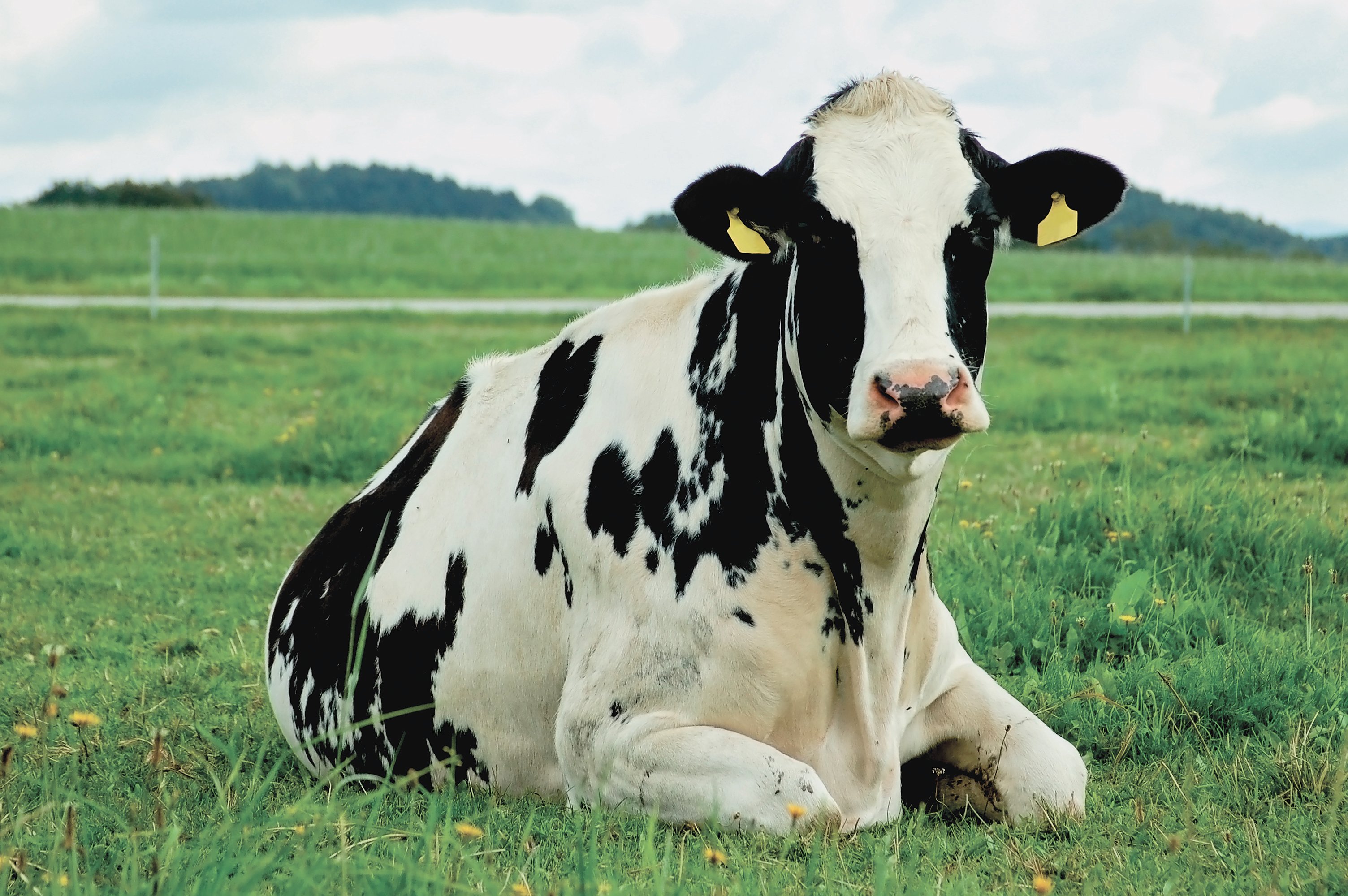 Holstein_126998381_Thinksto.jpg