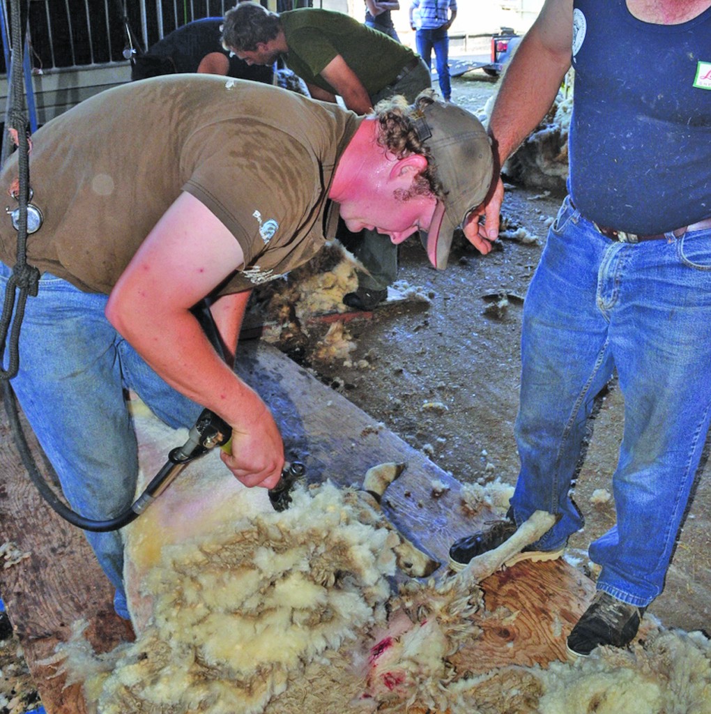 School teaches art of sheep shearing ‘blow by blow’ Manitoba Cooperator