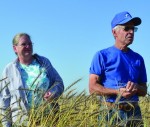 Pat and Larry Pollock look out over this year’s spelt crop, which promises to be either one of their best ever – or possibly a disaster. photo: Daniel Winters