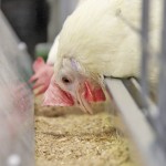 Egg producers to phase out conventional bird cages