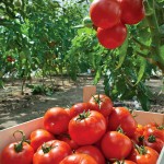 Tomatoes