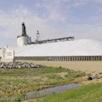 Most of Manitoba’s winter wheat has been harvested with good yields and quality reported. Paterson Grain has two massive piles of winter wheat at its Morris and Winnipeg terminals. Although stored outside the grain is covered and aerated.  photo: allan dawson