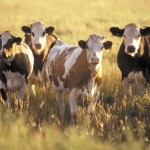 Crude protein drops as days get shorter.