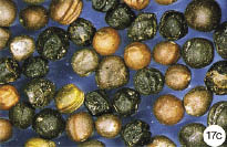 Lack of attention can lead to heating and an expensive downgrade.