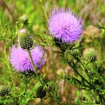 Like a kid and vegetables, cattle will eat thistle if they have to.  photo: thinkstock