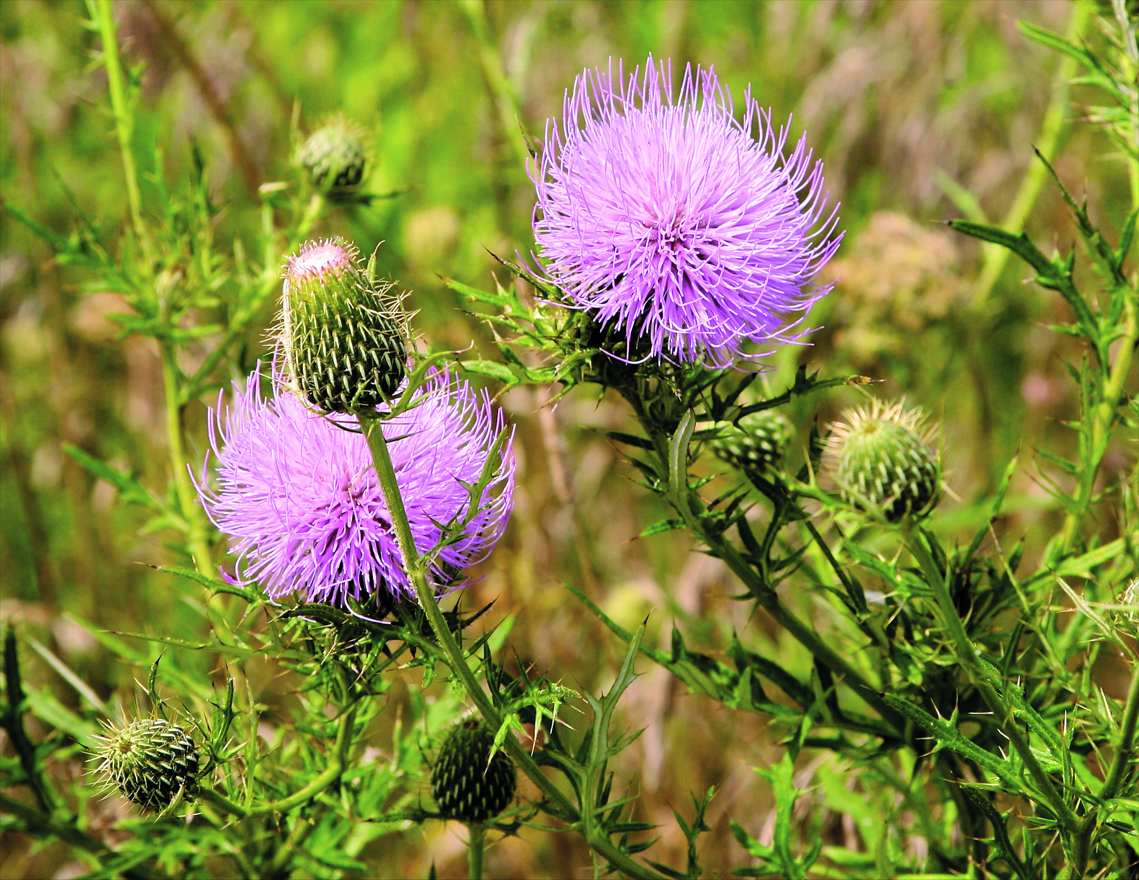 Like a kid and vegetables, cattle will eat thistle if they have to.  photo: thinkstock