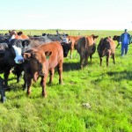 Bertholet’s combination of grass management and genetics has resulted in bull calves that are weaned in fall at nearly 1,000 pounds.  Photo: Daniel Winters