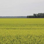 A study prepared for the Canola Council of Canada says canola contributes billions of dollars to Canada’s economy.  photo: jeannette greaves