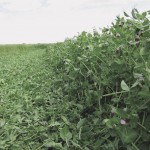Oats and barley crop