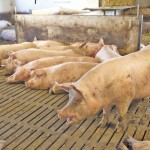Putting theory into practice will be the challenge facing hog producers implementing new guidelines for sow housing.  file photo