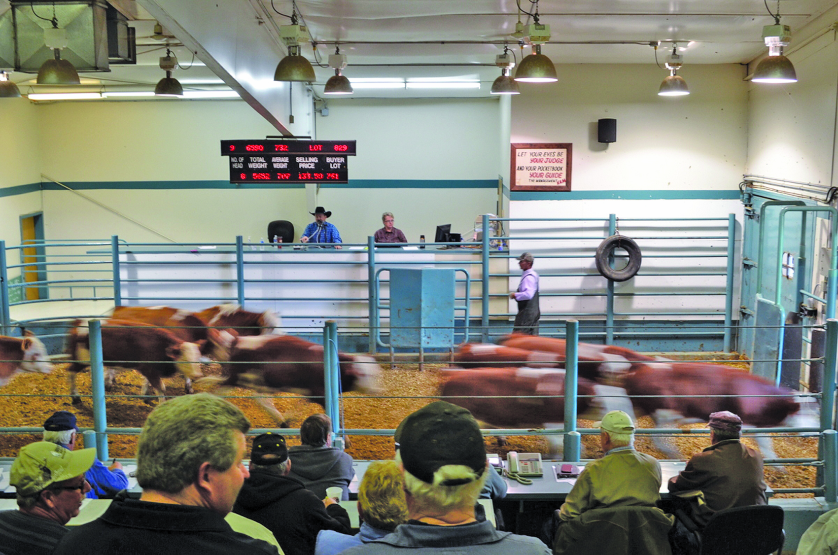Calves move through the auction ring at Heartland Livestock Services last week.  photo: Daniel Winters 