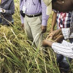 Students at the International Rice Research Institute in the Philippines perform calculations of postharvest loss of rice grains in October 2012.