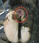 Cases of strawberry foot rot may go unnoticed because there is not much swelling evident at first.