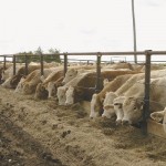 The potential to gain is all hidden under the skin, says a feedlot researcher.