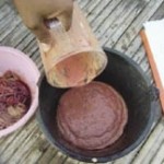 A slurry is made from piglet intestines to prevent future infections.  photo: Matt Ackerman