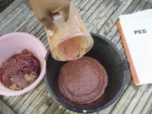 A slurry is made from piglet intestines to prevent future infections.  photo: Matt Ackerman